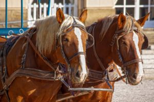 Hold Your Horses: How to Minimize Stress During Horse Transport
