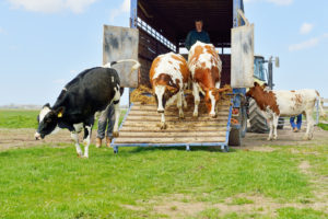 Top 5 Tips for Maintaining Livestock Trailers